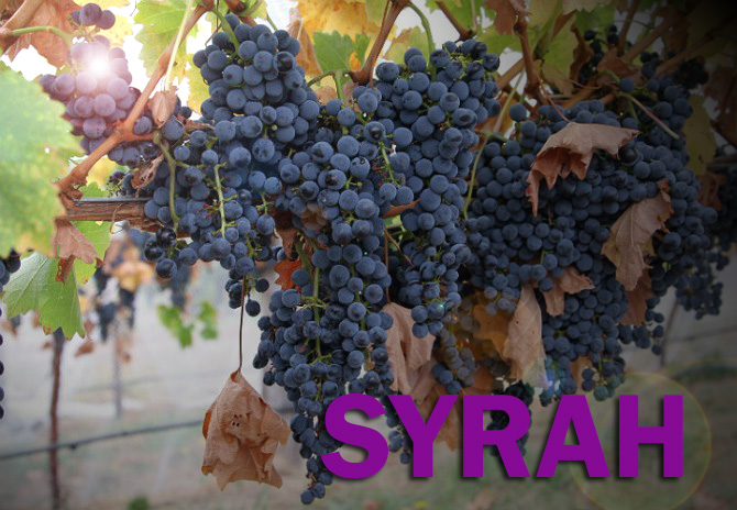 Syrah ou Shiraz? Que uva é essa?