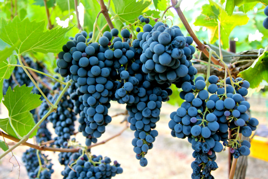 Sangiovese é a uva da Toscana!