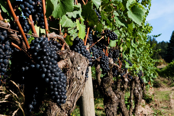 Novos enólogos produzem sem vinícolas.