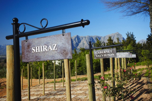 Quiz: Syrah / Shiraz – Teste o seu conhecimento!